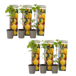 PLANT IN A BOX Framboisier - Set de 6 - Rubus idaeus 'Fallgold' - Hauteur 25-40cm - ⌀9cm