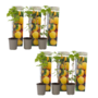 Voir la diapositive 1 : PLANT IN A BOX Framboisier - Set de 6 - Rubus idaeus 'Fallgold' - Hauteur 25-40cm - ⌀9cm