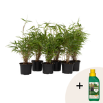 PLANT IN A BOX Bambou non-traçant - Set de 6 - Fargesia rufa - Hauteur 25-40cm - ⌀13cm