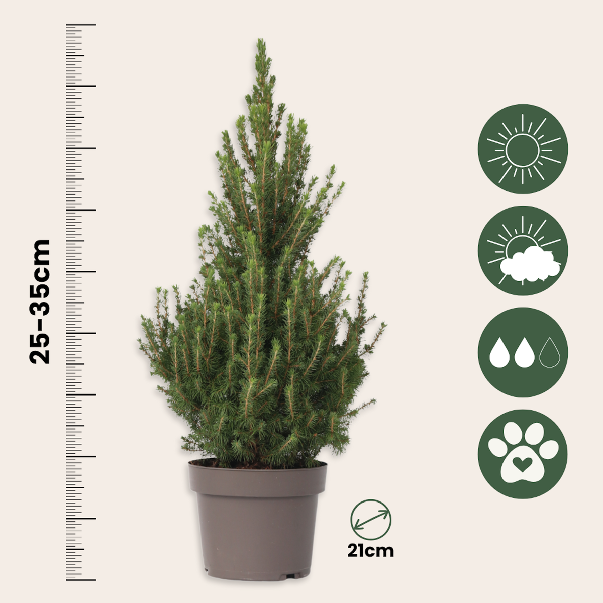 PLANT IN A BOX Épinette blanche - Picea glauca conica 'December' - Hauteur 55cm - ⌀21cm