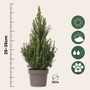 Voir la diapositive 2 : PLANT IN A BOX Épinette blanche - Picea glauca conica 'December' - Hauteur 55cm - ⌀21cm