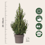 Voir la diapositive 2 : PLANT IN A BOX Épinette blanche - Picea glauca conica 'December' - Hauteur 55cm - ⌀21cm