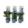 Voir la diapositive 1 : PLANT IN A BOX Hortensia - Set de 6 - Hydrangea macrophylla teller 'Nizza' - H25-40cm - ⌀9cm