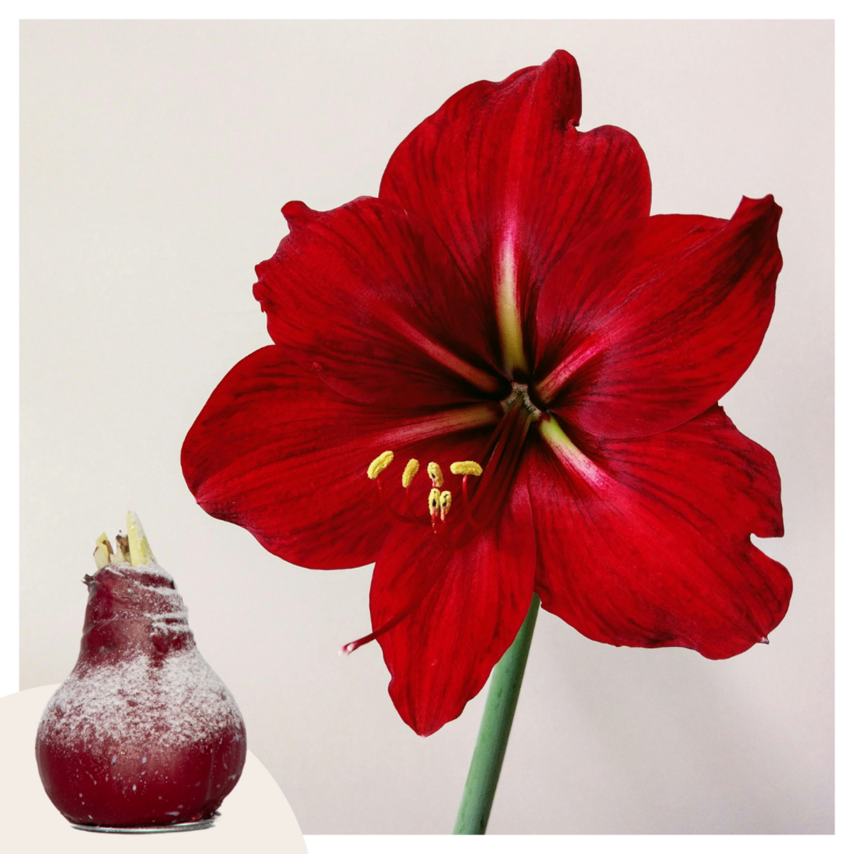 PLANT IN A BOX Amaryllis - Hippeastrum 'Wax Snow Red' - Bulbe de fleur - Rouge