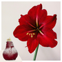 Voir la diapositive 6 : PLANT IN A BOX Amaryllis - Hippeastrum 'Wax Snow Red' - Bulbe de fleur - Rouge