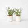 Voir la diapositive 6 : PLANT IN A BOX Roseau de Chine - Set de 2 - Miscanthus sinensis 'Red Chief' - H40-60cm - ⌀23cm