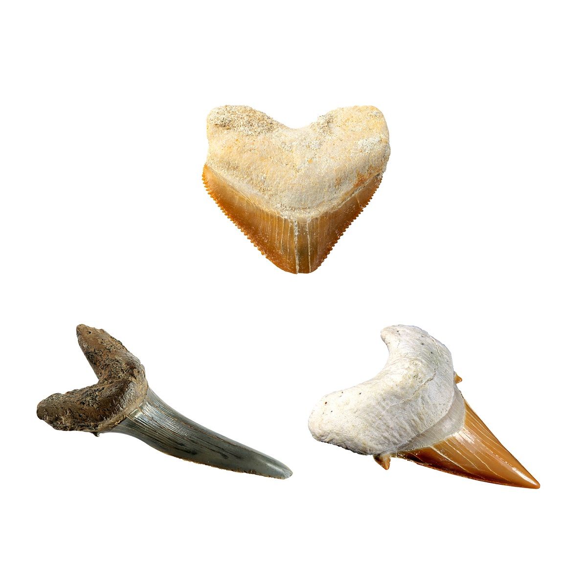 BANDAI Kit de fouille - Dent de Requin 