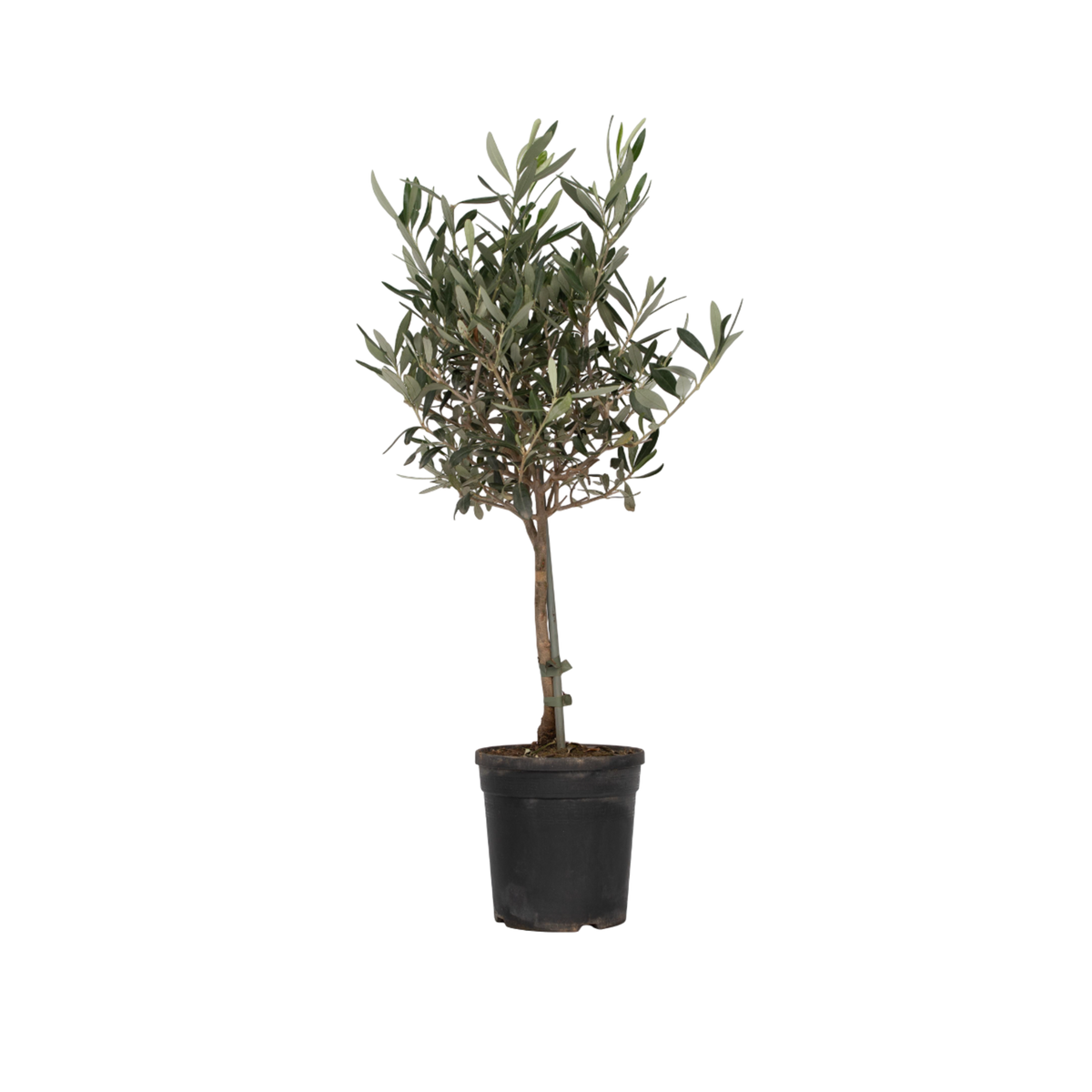 PLANT IN A BOX Olivier - Olea europaea - Hauteur 60-70cm - ⌀17cm