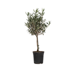PLANT IN A BOX Olivier - Olea europaea - Hauteur 60-70cm - ⌀17cm