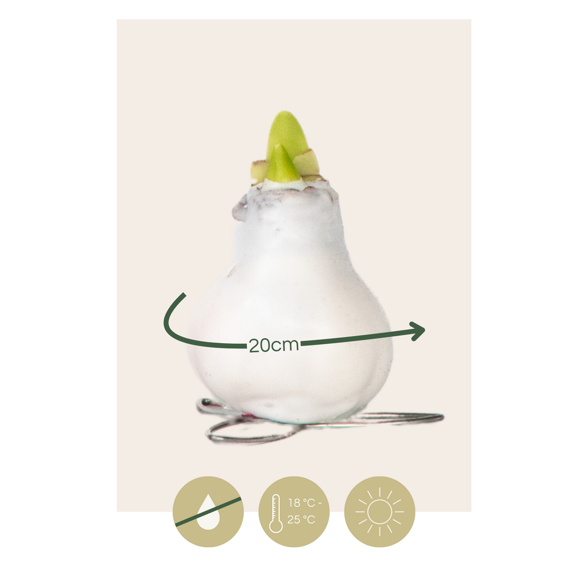 PLANT IN A BOX Amaryllis - Hippeastrum 'Wax Mix Red White' - Bulbe de fleur - Rouge