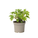 PLANT IN A BOX Hortensia - Hydrangea paniculata 'Toy Soldier' - Hauteur 25-40cm - ⌀19cm