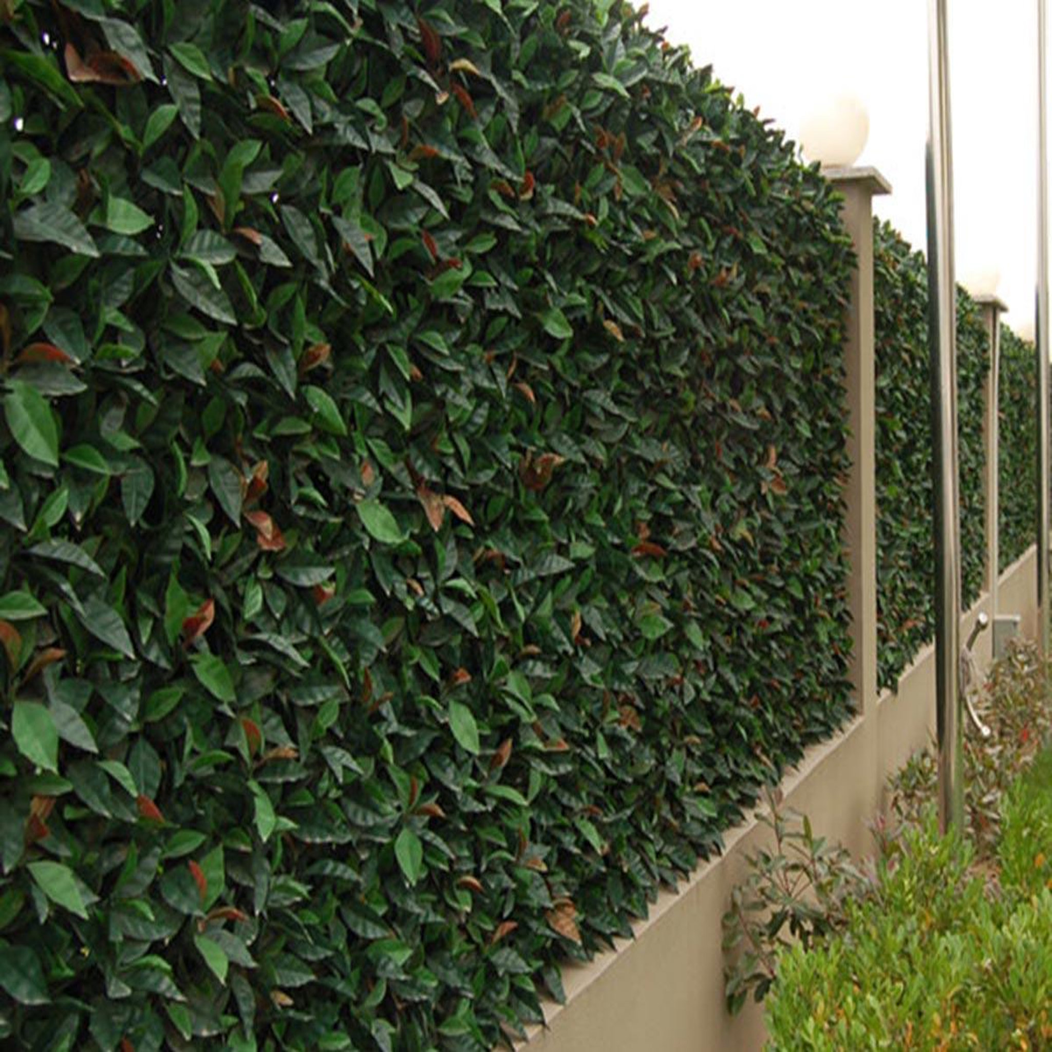 Voir la diapositive 3 : JARDIDECO Feuillage artificiel imitation photinia 1 m² - jardideco