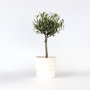 Voir la diapositive 6 : PLANT IN A BOX Olivier - Olea europaea - Hauteur 45-55cm - ⌀14cm