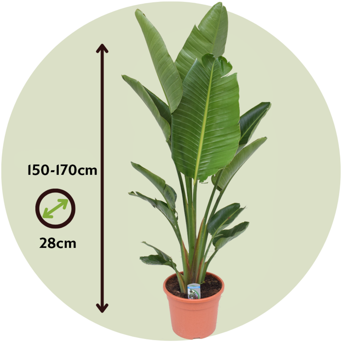 PLANT IN A BOX Oiseau de paradis - Strelitzia nicolai - Hauteur 150-170cm - ⌀28cm