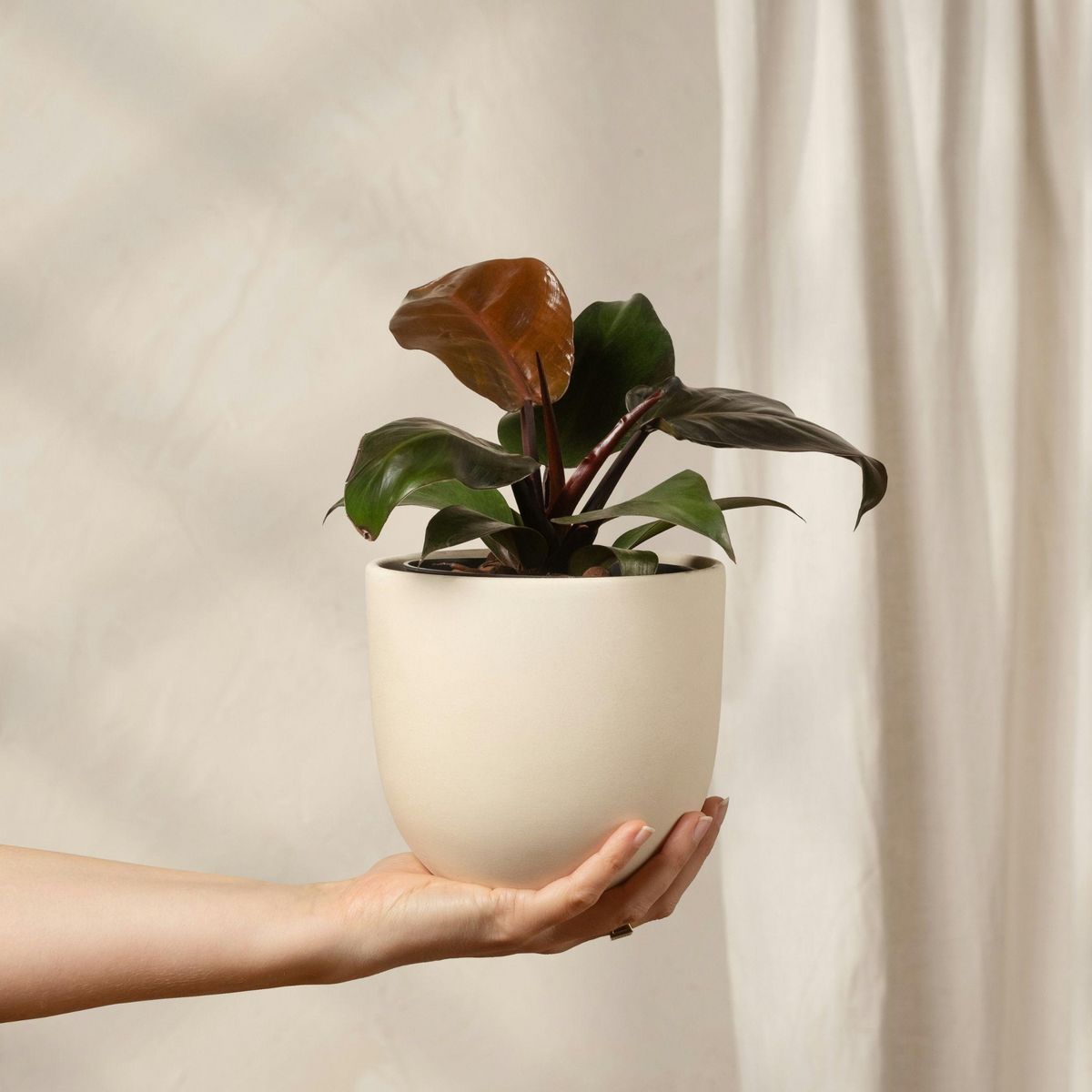 PLANT IN A BOX Plante verte - Philodendron 'Imperial Red' - Hauteur 50cm - ⌀19cm