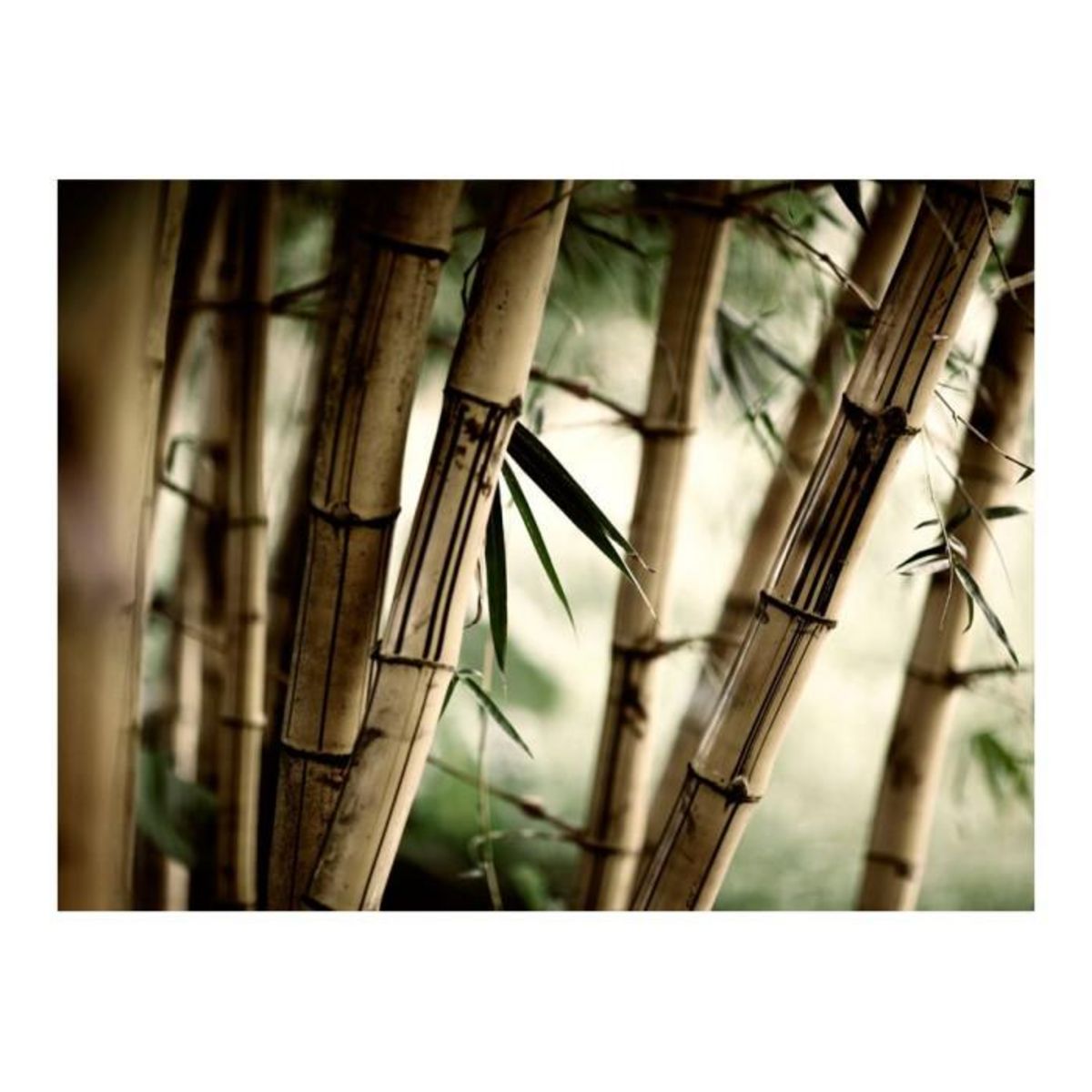 Paris Prix Papier Peint  Fog & Bamboo Forest