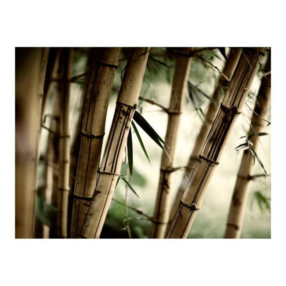 Paris Prix Papier Peint  Fog & Bamboo Forest