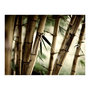 Voir la diapositive 2 : Paris Prix Papier Peint  Fog & Bamboo Forest