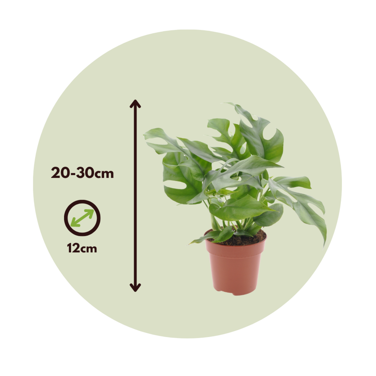 PLANT IN A BOX Plante à trous - Rhaphidophora tetrasperma - Hauteur 20-30cm - ⌀12cm