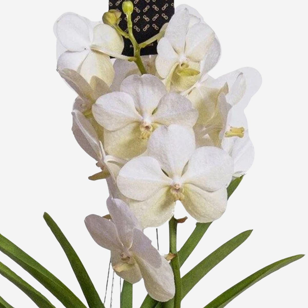 PLANT IN A BOX Orchidée - Vanda 'White' - Hauteur 55-65cm