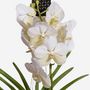 Voir la diapositive 3 : PLANT IN A BOX Orchidée - Vanda 'White' - Hauteur 55-65cm