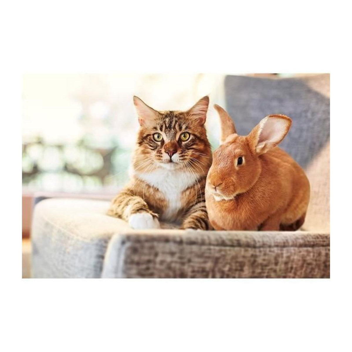 Advantage ADVANTAGE 80 - 6 pipettes antiparasitaires - Pour chat et lapin de 4kg et plus