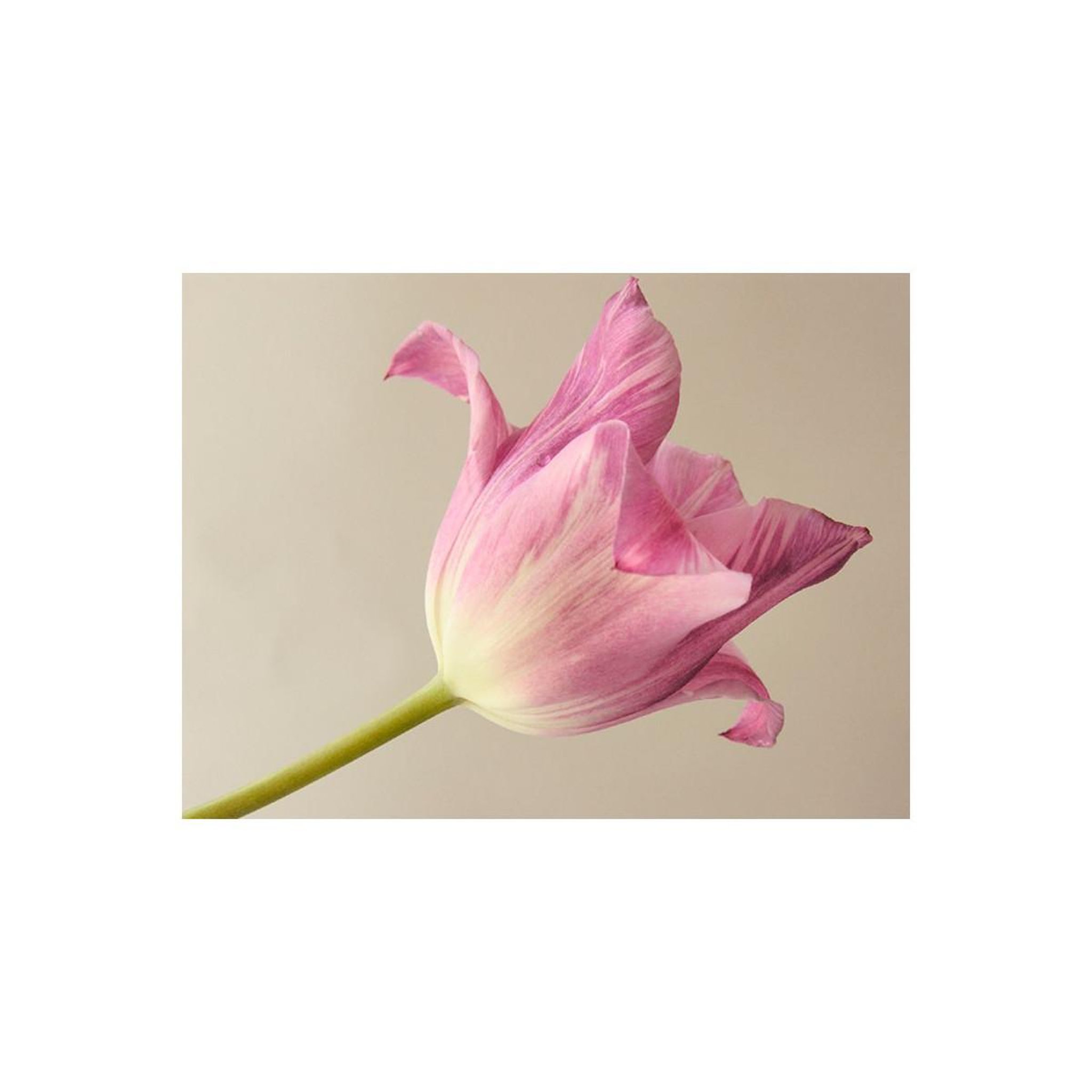 Voir la diapositive 2 : Paris Prix Papier peint  pink tulip