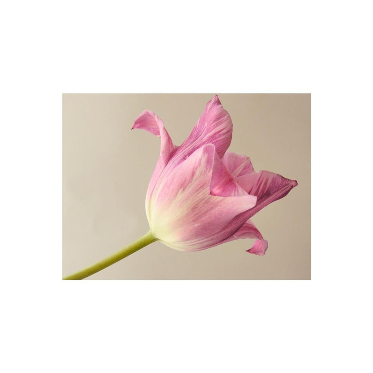 Paris Prix Papier Peint  Pink Tulip