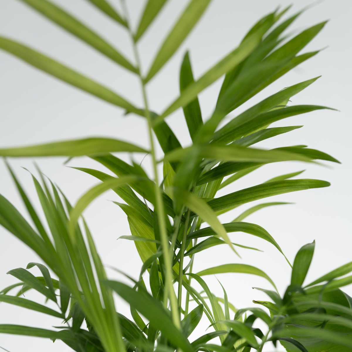 PLANT IN A BOX Mix de plantes d'intérieur dans panier décoratif -  x4 - Hauteur 25-40cm - ⌀12cm