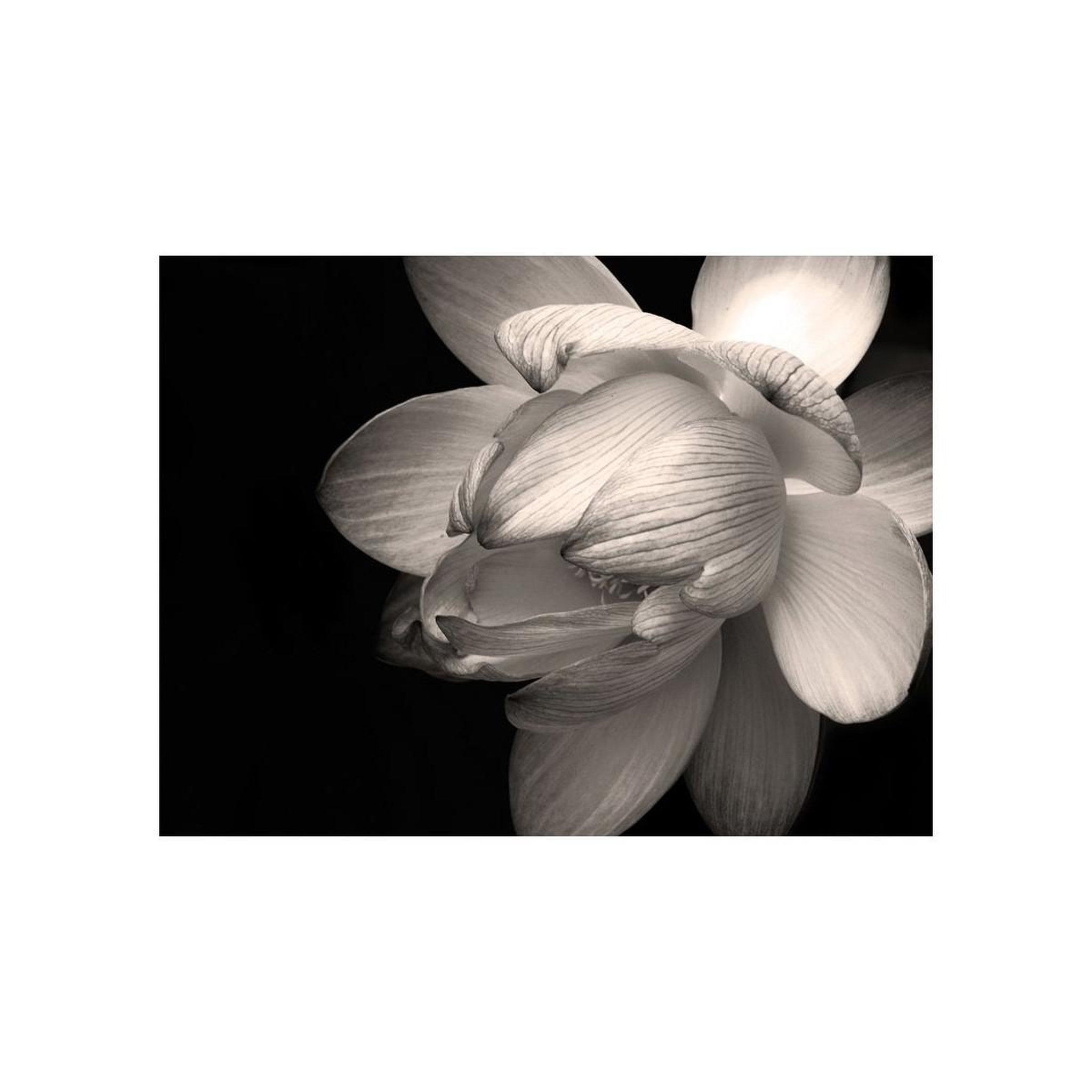 Voir la diapositive 2 : Paris Prix Papier Peint  Fleur de Lotus