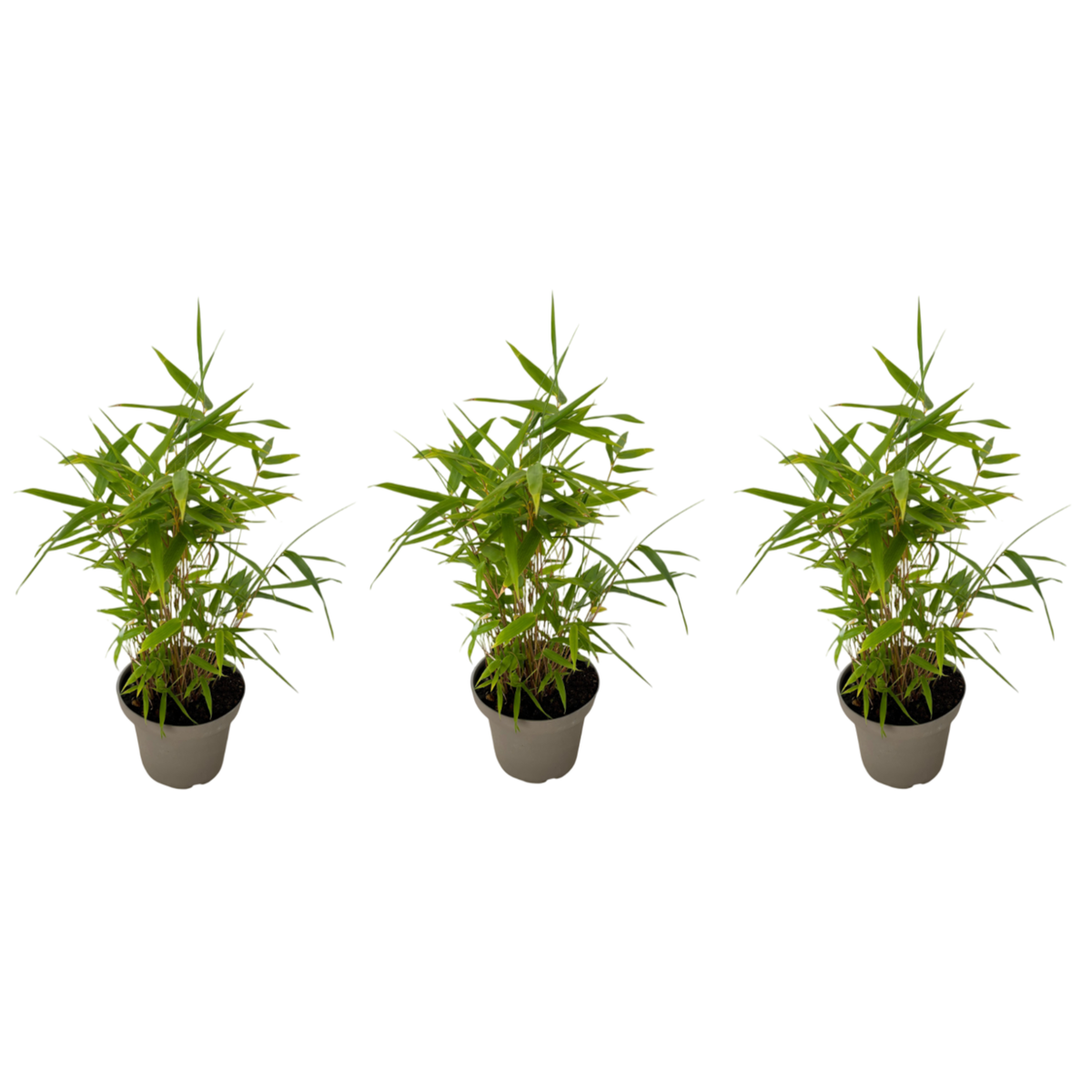PLANT IN A BOX Bambou - Lot de 3 - Fargesia nitida 'Black Dragon' - Hauteur 25-40cm - ⌀14cm