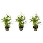 PLANT IN A BOX Bambou - Lot de 3 - Fargesia nitida 'Black Dragon' - Hauteur 25-40cm - ⌀14cm