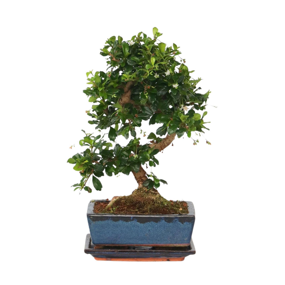 PLANT IN A BOX Bonsaï - Carmona microphylla - Hauteur 25-30cm - ⌀20cm