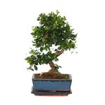 PLANT IN A BOX Bonsaï - Carmona microphylla - Hauteur 25-30cm - ⌀20cm