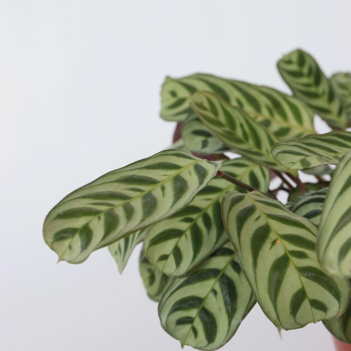 PLANT IN A BOX Plante Dormeuse - Set de 2 - Ctenanthe 'burle-marxii' - Hauteur 30-40cm - ⌀14cm