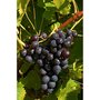 Hortival Diffusion Vigne noire - pot 2 l