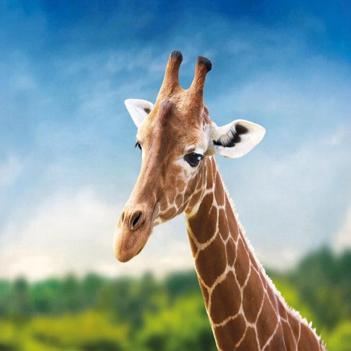 Smartbox 2 tickets adultes pour 2 jours au ZooParc de Beauval en 2026 - Coffret Cadeau Multi-thèmes