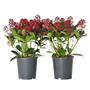 Voir la diapositive 1 : PLANT IN A BOX Arbuste à fleurs - Set de 2 - Skimmia japonica 'Rubella' - H35-45cm - ⌀15cm