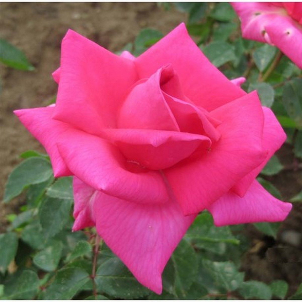 Rosier buisson Critérion