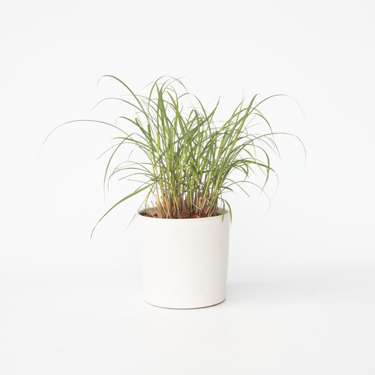 PLANT IN A BOX Roseau de Chine - Miscanthus sinensis 'Red Chief' - Hauteur 40-60cm - ⌀23cm