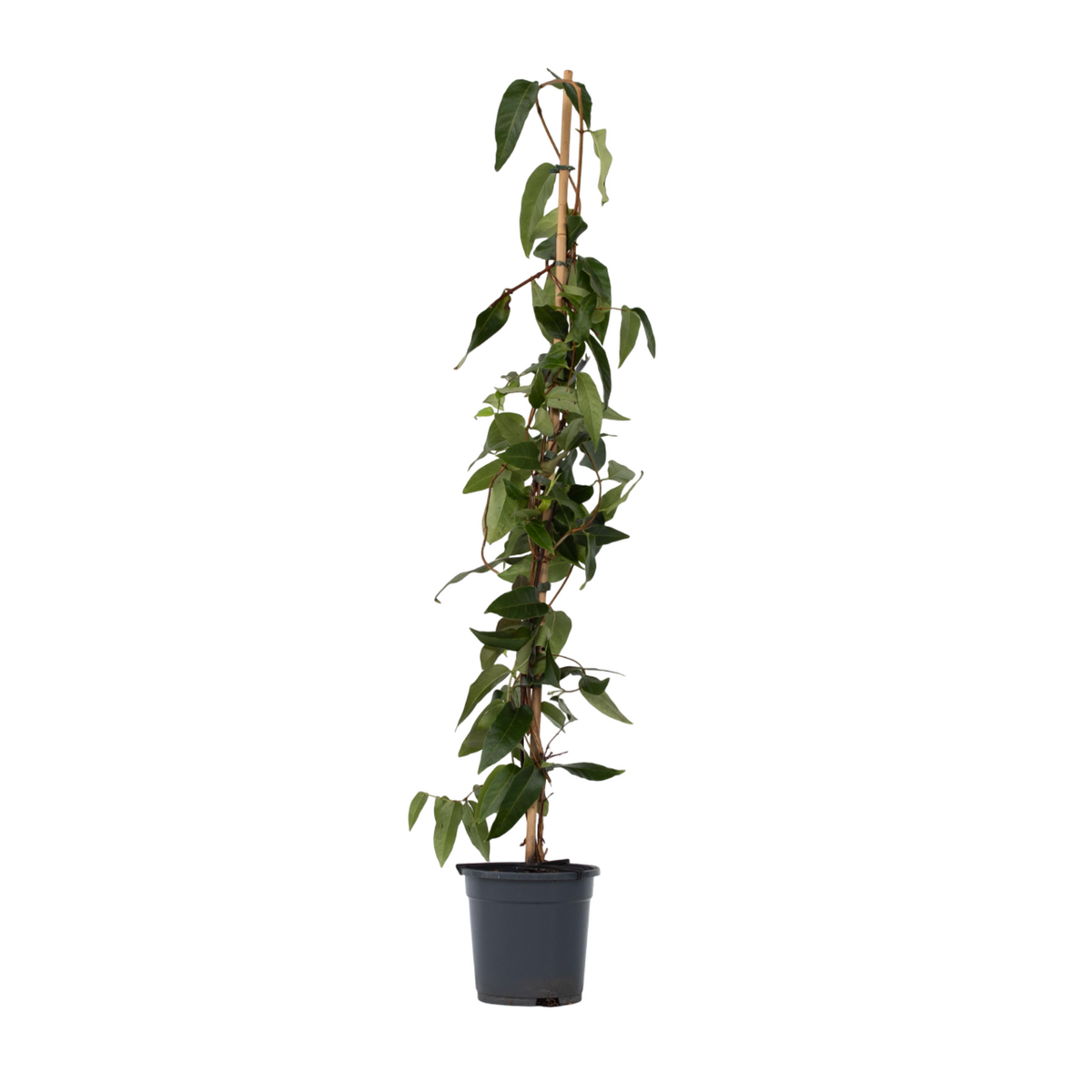 PLANT IN A BOX Chèvrefeuille - Lonicera henryi 'Copper Beauty' - Hauteur 110-120cm - ⌀17cm