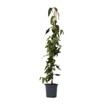 PLANT IN A BOX Chèvrefeuille - Lonicera henryi 'Copper Beauty' - Hauteur 110-120cm - ⌀17cm