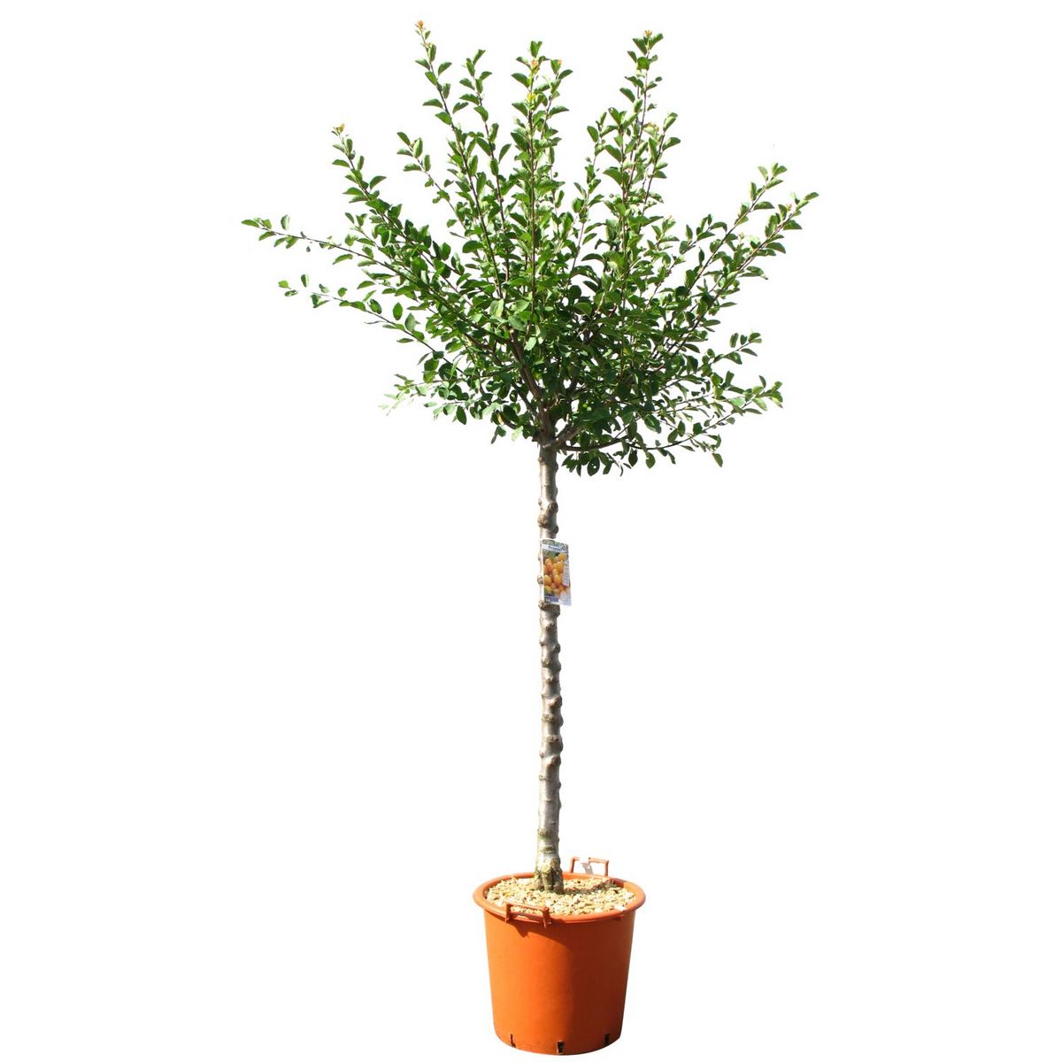 Prunier Reine Claude verte - prunus domestica reine claude verte- 