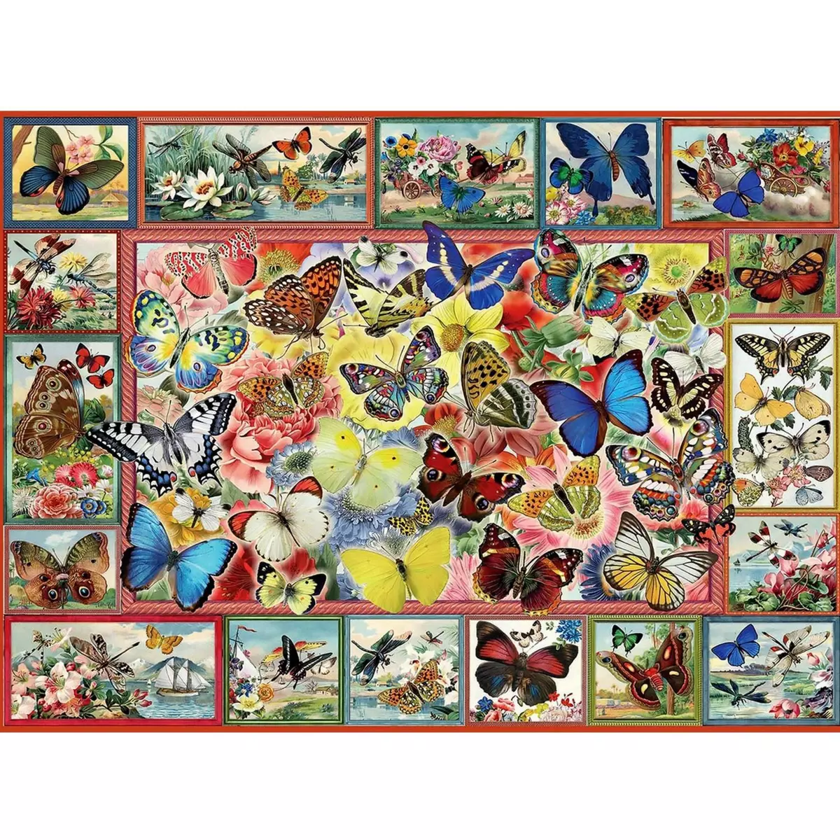 PERRE / ANATOLIAN Puzzle 1000 pièces : Lots of butterflies