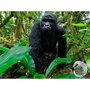 Smartbox Expérience virtuelle à 360° à faire avec les enfants : Exploration au pays des primates - Coffret Cadeau Multi-thèmes