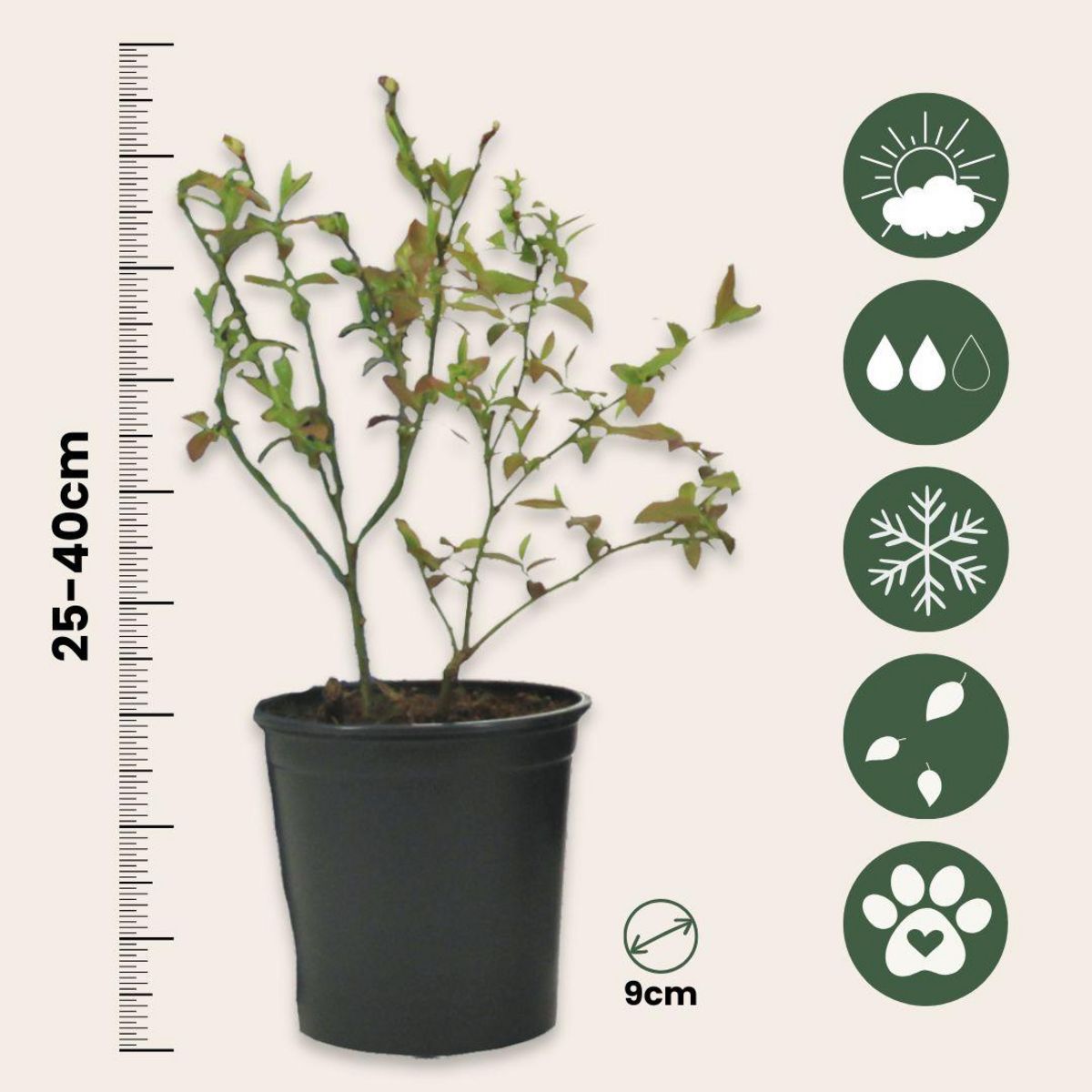 PLANT IN A BOX Mélange de plantes fruitières - Set de 3 - Lycium, Vaccinium - H25-40cm - ⌀9cm