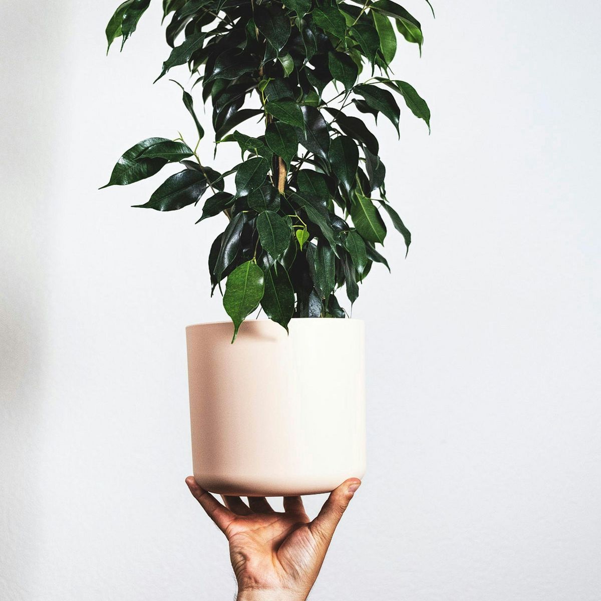 PLANT IN A BOX Ficus pleureur - Ficus benjamina 'Danielle' - Hauteur 100-110cm - ⌀21cm