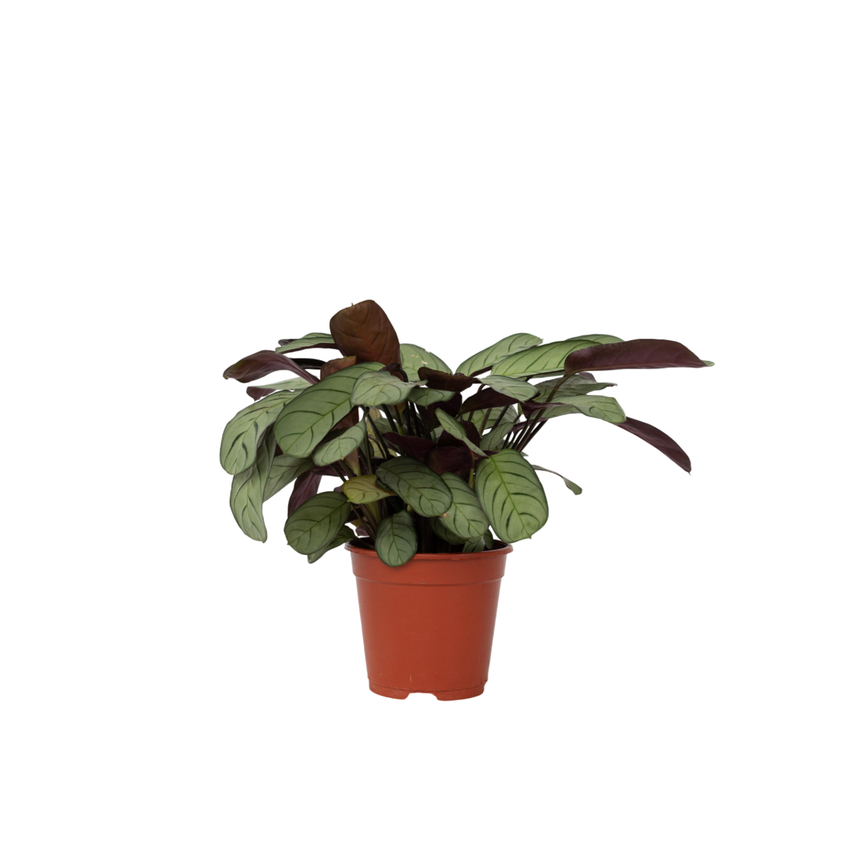PLANT IN A BOX Plante Dormeuse - Ctenanthe burle-marxii 'Amagris' - Hauteur 25-35cm - ⌀14cm