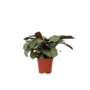 Voir la diapositive 1 : PLANT IN A BOX Plante Dormeuse - Ctenanthe burle-marxii 'Amagris' - Hauteur 25-35cm - ⌀14cm
