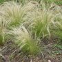 Voir la diapositive 5 : PLANT IN A BOX Herbe aux plumes - Set de 6 - Stipa tenuifolia 'Pony Tails' - H20-30cm - ⌀9cm